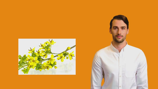 Cassia Siamea Novea - Cápsulas de pánico cero